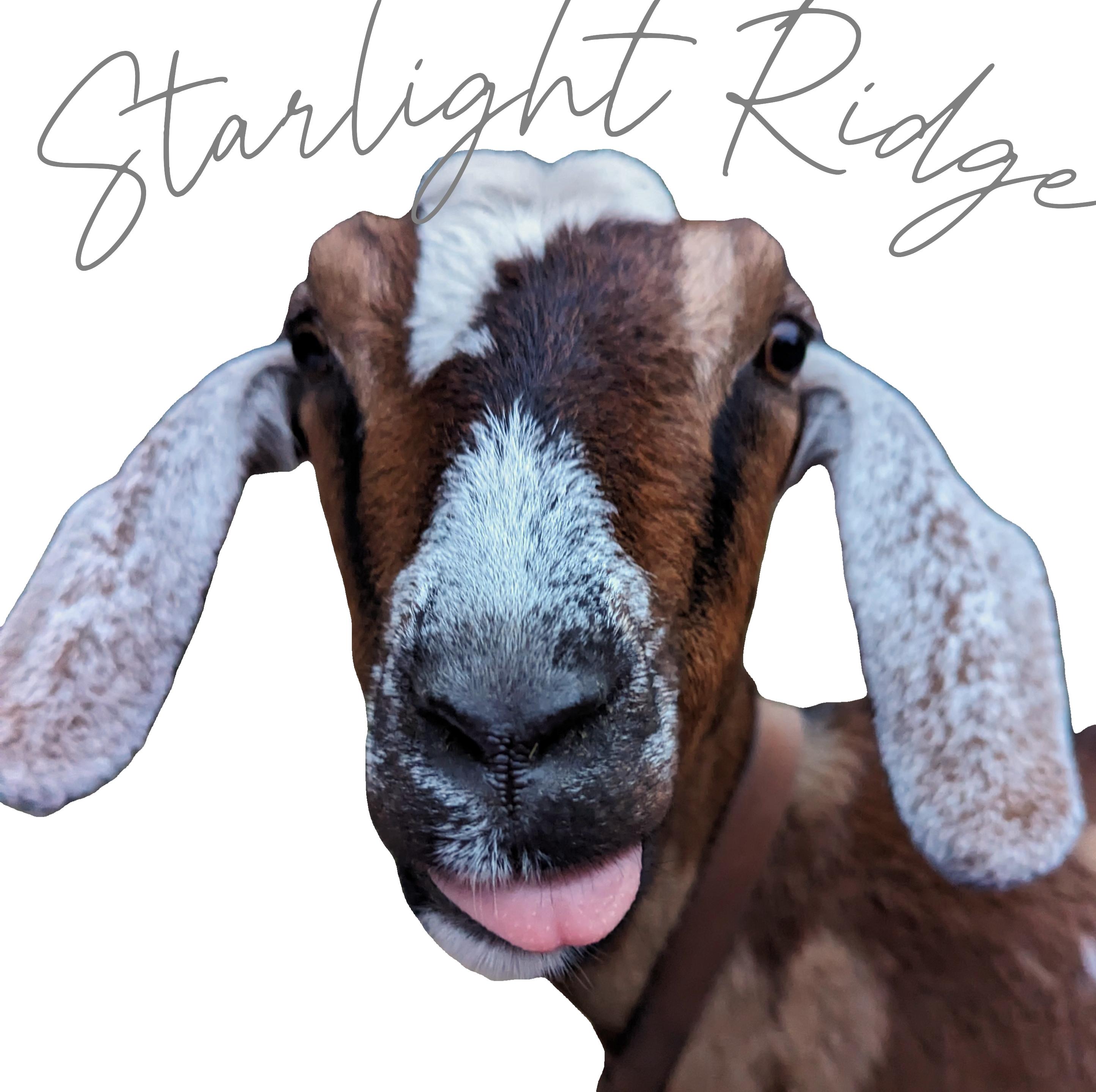 Starlight Ridge Mini Nubians